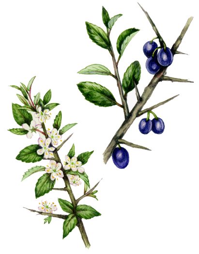 Black thorn Prunus spinosa natural history illustration by Lizzie Harper