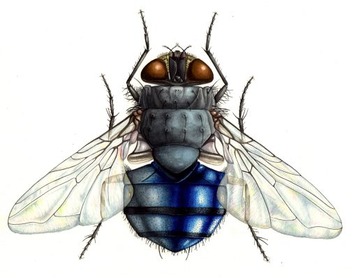 Blue bottle fly Calliphora vomitoria natural history illustration by Lizzie Harper