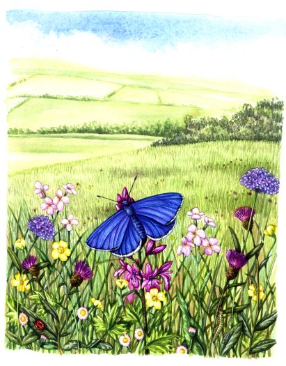 Common blue Polymmatus icarus natural history illustration by Lizzie Harper