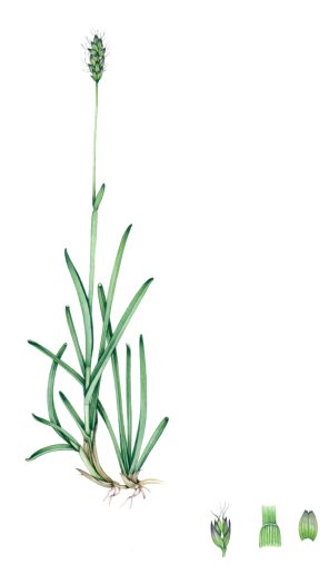 Blue moor grass Seslaria caerulea natural history illustration by Lizzie Harper