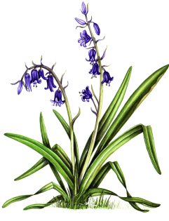 Bluebell Hyacinthoides non-scripta