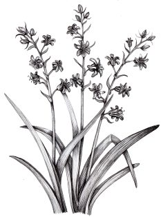 Bluebell Hyacinthoides non-scripta Pencil