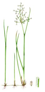 Blunt flowered rush Juncus subnodulosus natural history illustration by Lizzie Harper