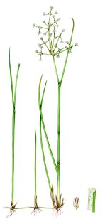 Blunt flowered rush Juncus subnodulosus