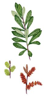 Bog myrtle Myrica gale