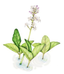 Bogbean Menyanthes trifoliata
