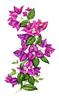 Bourgainvillea glabra