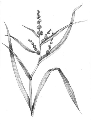 Branched bur reed Sparganium erectum natural history illustration by Lizzie Harper