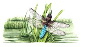 National Trust – Norman Moore Dragonfly Pond