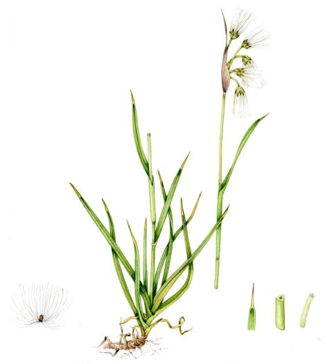 Broad leaved Cotton grass Eriophorum latifollium natural history illustration by Lizzie Harper
