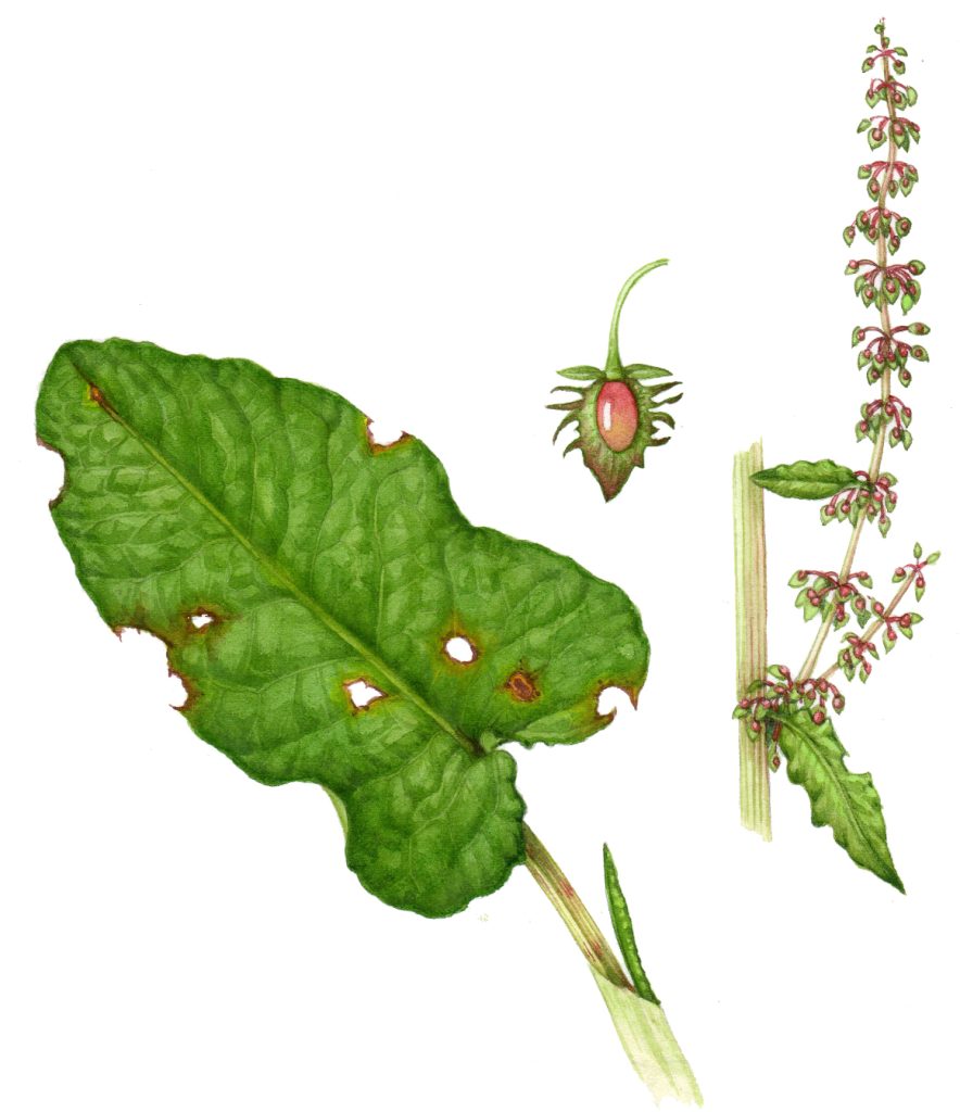 Broad leaved dock Rumex obtusifolius natural history illustration by Lizzie Harper