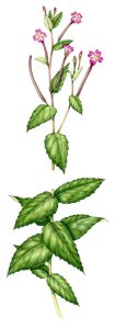 Broadleaved willowherb Epibolium montanum natural history illustration by Lizzie Harper