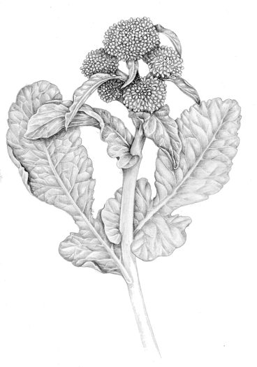 Broccoli Brassica oleracea italica natural history illustration by Lizzie Harper