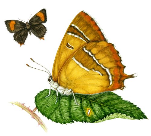Brown hairstreak Thecla betulae natural history illustration by Lizzie Harper