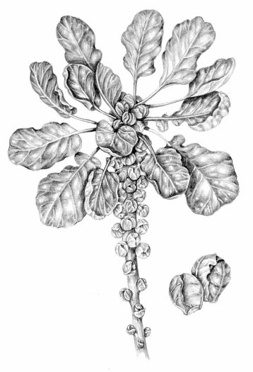 Brussels sprout Brassica oleracea gemmifera natural history illustration by Lizzie Harper