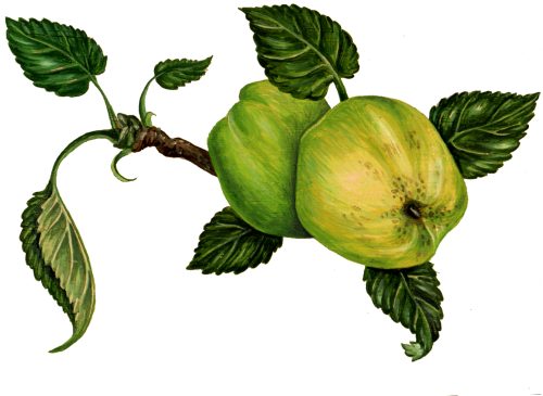 Bulmers norman apple Malus domestica natural history illustration by Lizzie Harper