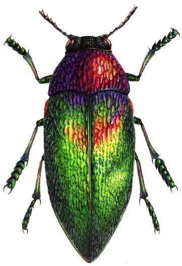 Buprestid metallic beetle natural history illustration by Lizzie Harper