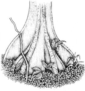 Butress root natural history illustration by Lizzie Harper