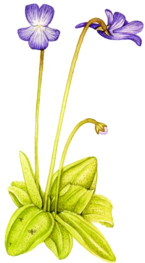 Butterwort Pinguicula vulgaris natural history illustration by Lizzie Harper