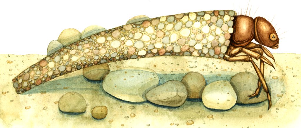 Caddis fly Trichoptera larvae in pebble case underwater on sandy substrate natural history illustration by Lizzie Harper