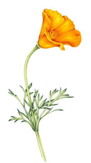 California poppy Eschscholzia californica natural history illustration by Lizzie Harper