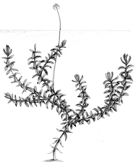 Canadian waterweed Elodea canadensis natural history illustration by Lizzie Harper