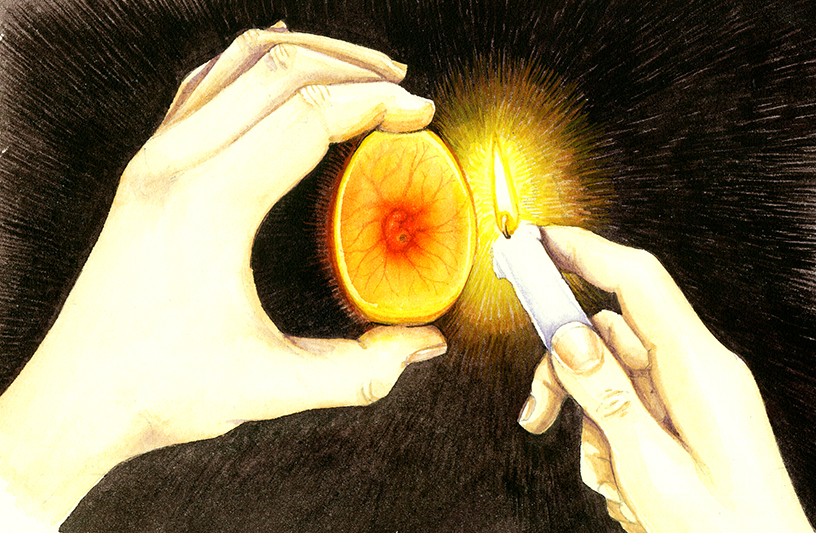 Egg candling natural history illustration by Lizzie Harper