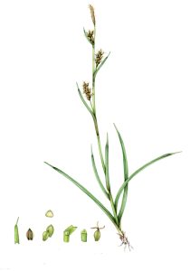 Carnation sedge carex panicea natural history illustration by Lizzie Harper