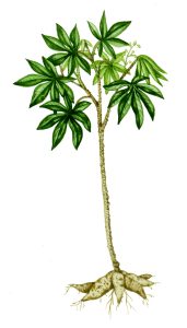 Cassava Manihot esculenta natural history illustration by Lizzie Harper