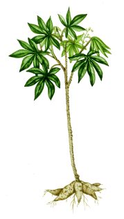 Cassava Manihot esculenta