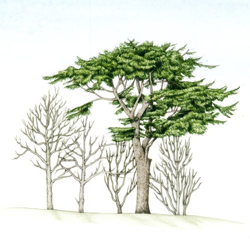 Cedar of Lebanon Cedrus libani natural history illustration by Lizzie Harper