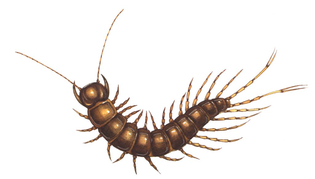 Centipede Chilopoda natural history illustration by Lizzie Harper