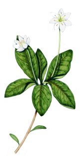 Chickweed wintergreen Trientalis europaea