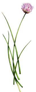 Chive Allium schoenoprasum