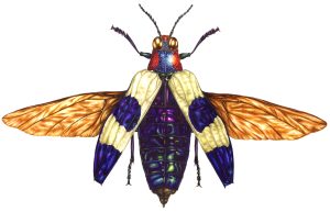 Banded jewel beetle Chrysochroa buqueti rugicollis natural history illustration by Lizzie Harper
