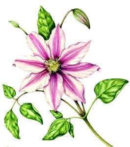 Clematis natural history illustration by Lizzie Harper