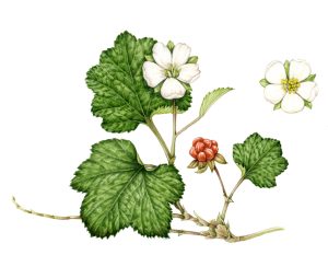 Cloudberry Rubus chanaemorus