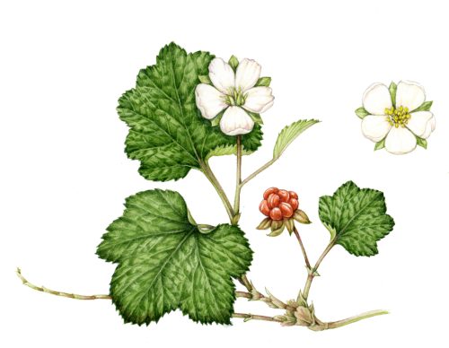 Cloudberry Rubus chanaemorus natural history illustration by Lizzie Harper