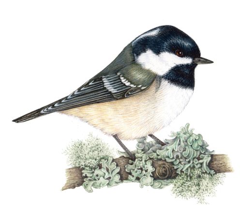 Coal tit Periparus ater natural history illustration by Lizzie Harper