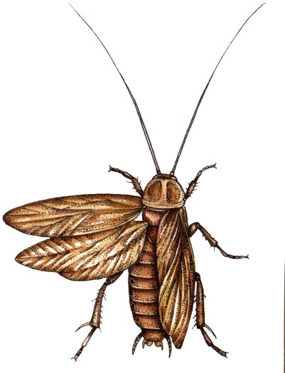 Cockroach Blattodea natural history illustration by Lizzie Harper