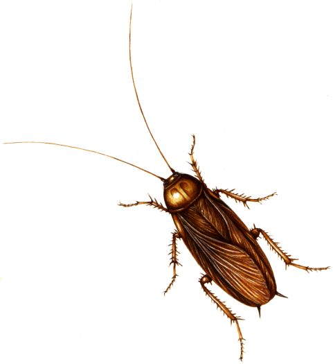 Cockroach periplanta america natural history illustration by Lizzie Harper