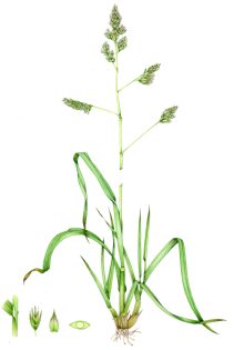 Cocksfoot Dactylis glomerata