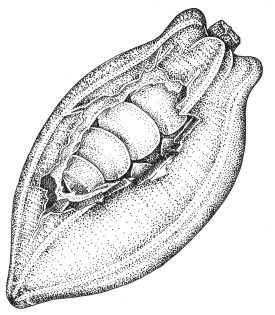 Cocoa seeds in a pod Theobroma cacao