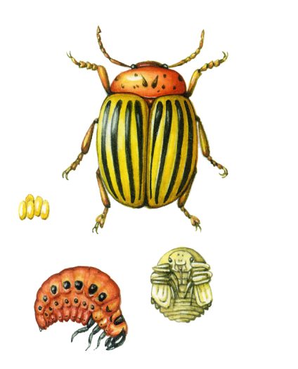 Colorado Potato beetle Leptinotarsa decemlineata life cycle natural history illustration by Lizzie Harper