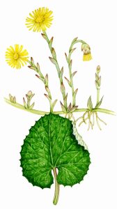 Coltsfoot Tussilago farfara natural history illustration by Lizzie Harper