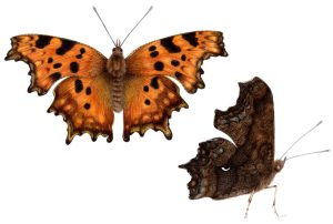 Comma butterfly Polygonia c-album (Landscape)