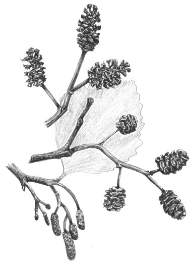 Common Alder Alnus glutinosa Cones and catkins natural history illustration by Lizzie Harper