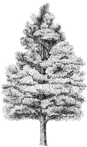 Common Alder Alnus glutinosa natural history illustration by Lizzie Harper