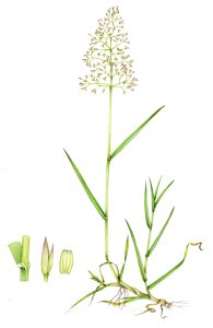 Common bent Agrostis capillaris natural history illustration by Lizzie Harper