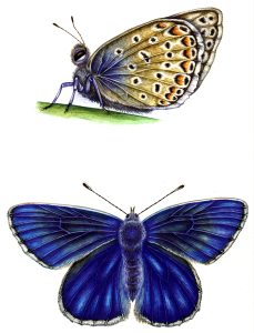 Common blue Polymmatus icarus natural history illustration by Lizzie Harper